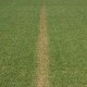 Gelber Streifen im Rasen aufgrund Überdüngung