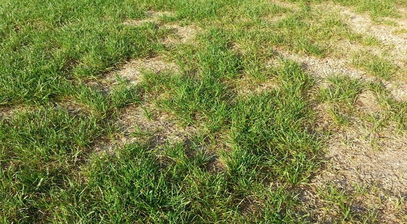 Rasen mit deutlichen Schadstellen nach dem Hitzesommer