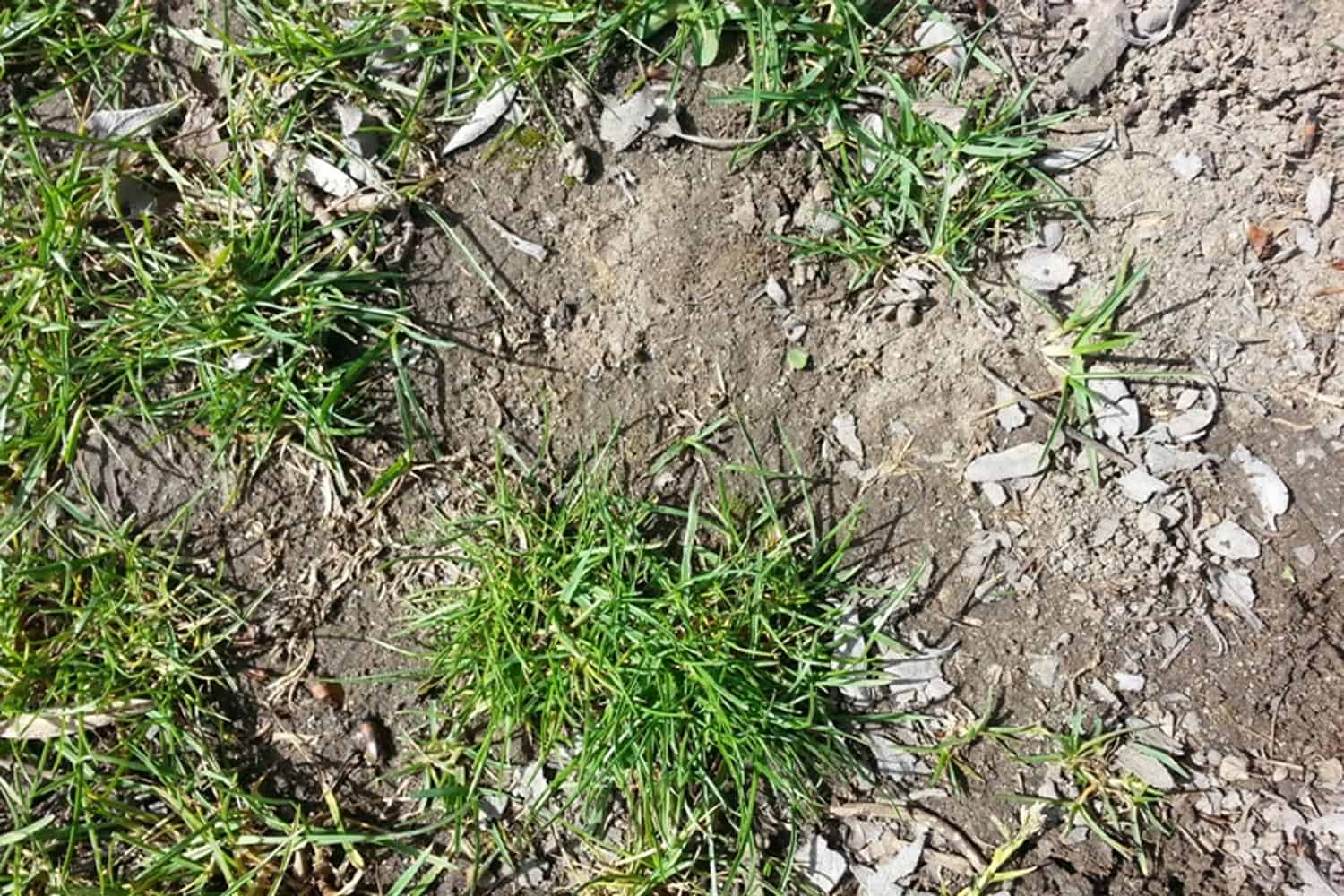 Anleitung zur Rasen-Nachsaat - Hauert Rasenblog