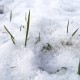 Schneebedeckter Rasen