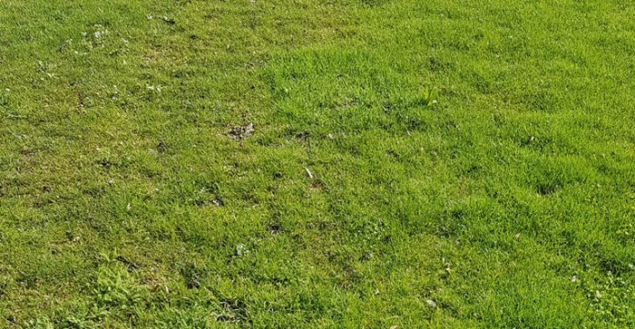 Erster Rasenschnitt im Frühling - Hauert Rasenblog