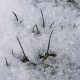 Schneebedeckter Rasen