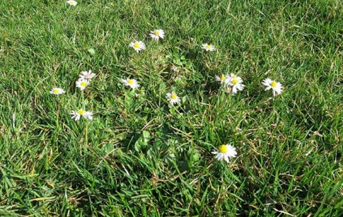 Gänseblümchen im Rasen