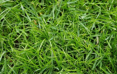Kahlstellen im Rasen - neue Gräser