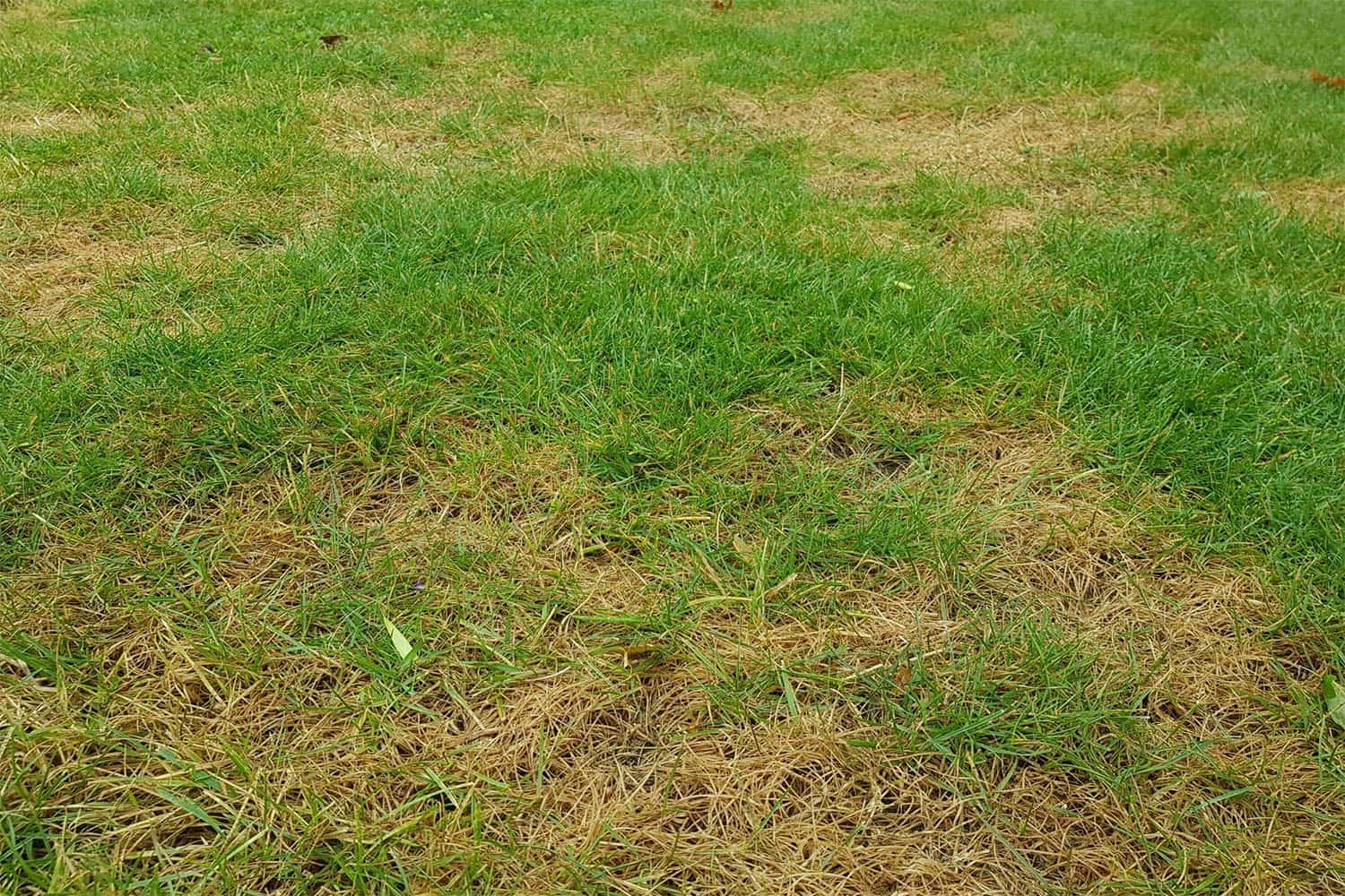 Spuren der Trockenheit im Rasen Hauert Rasenblog