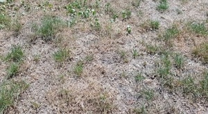 Vertrockneter Rasen - was tun? - Hauert Rasenblog