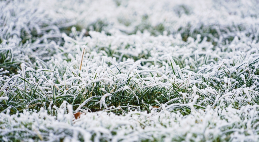 Frost im Rasen