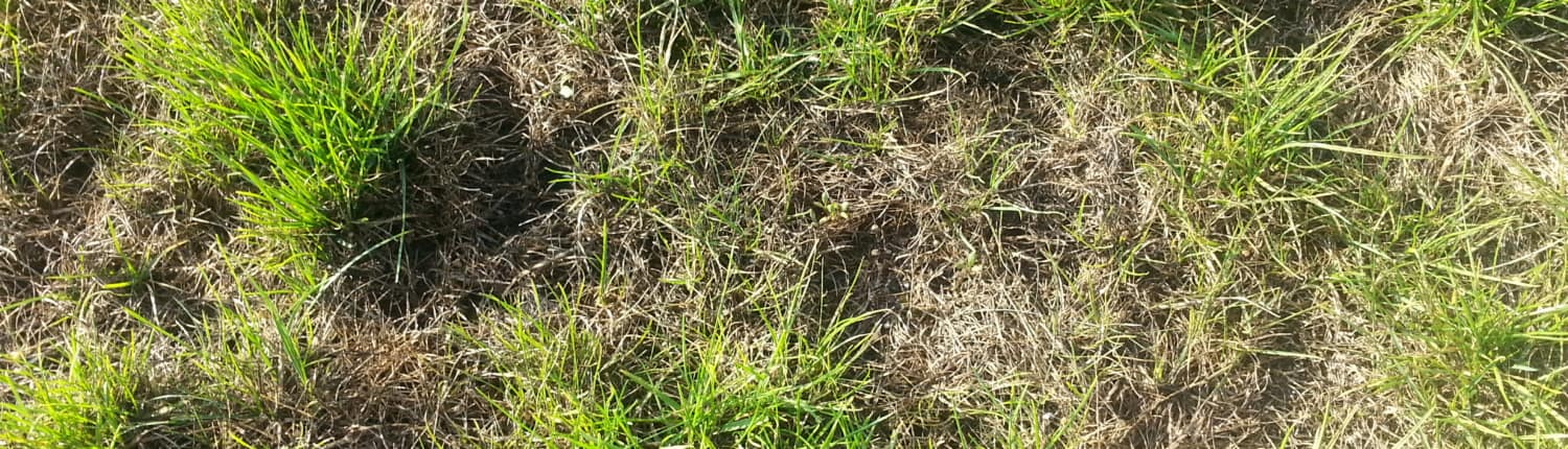 Kummerkasten - Probleme mit dem Rasen