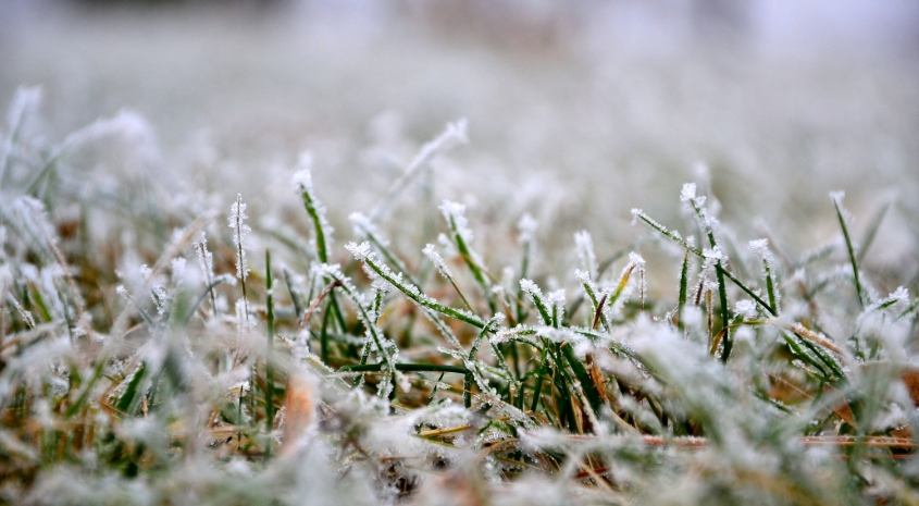 Rasein im Winter