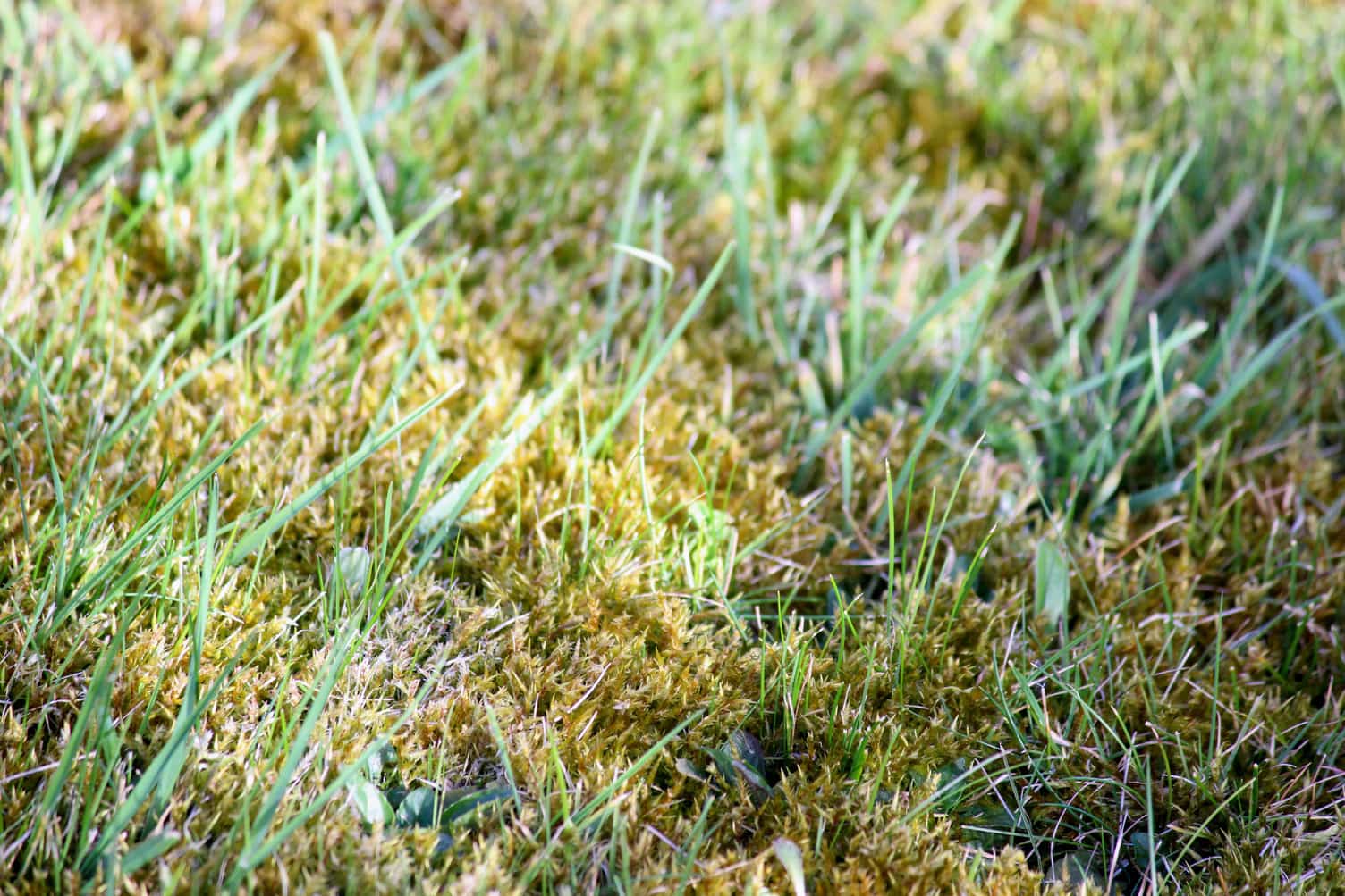 Moos im Frühling entfernen Hauert Rasenblog