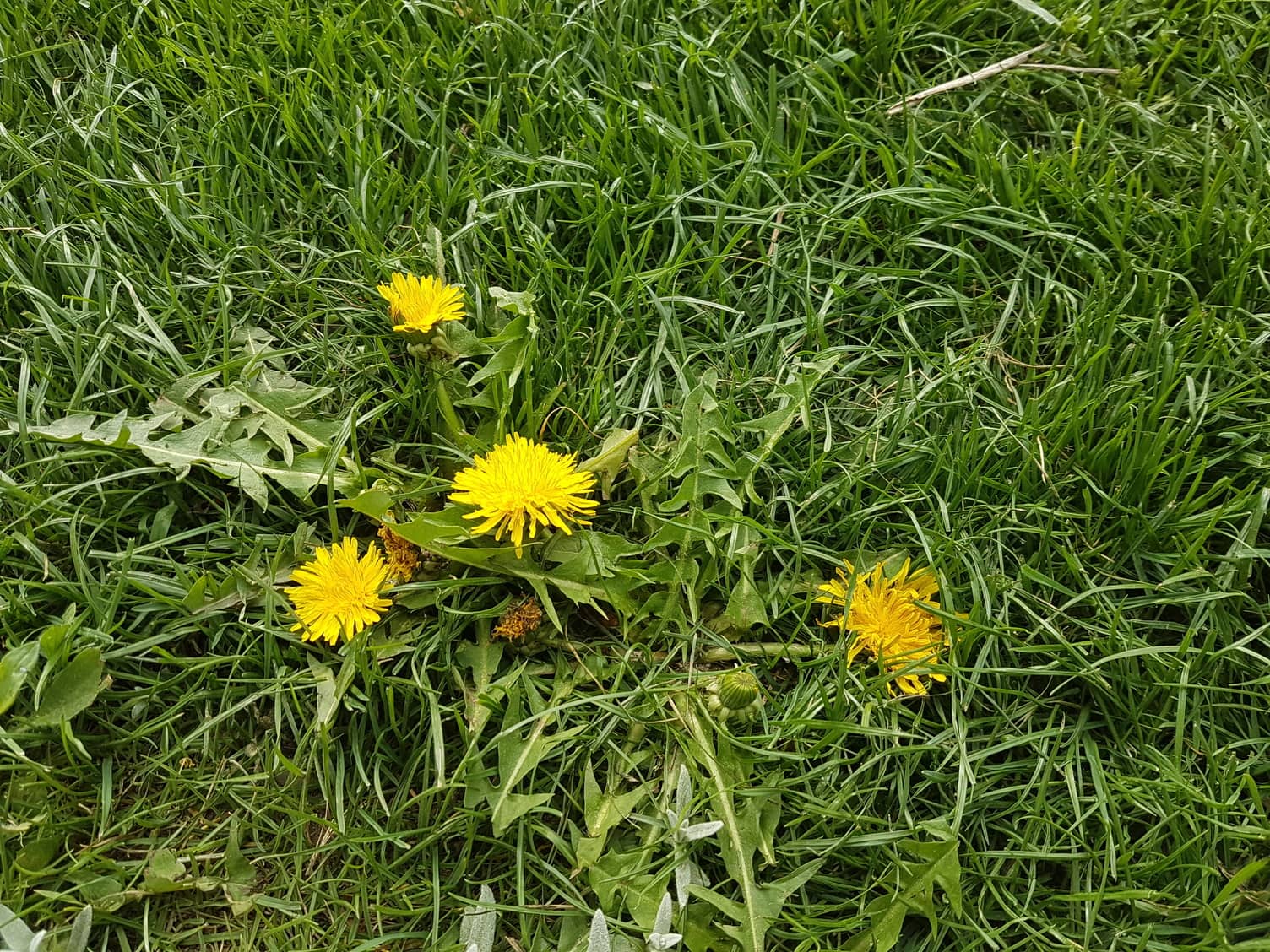 Unkraut ausstechen