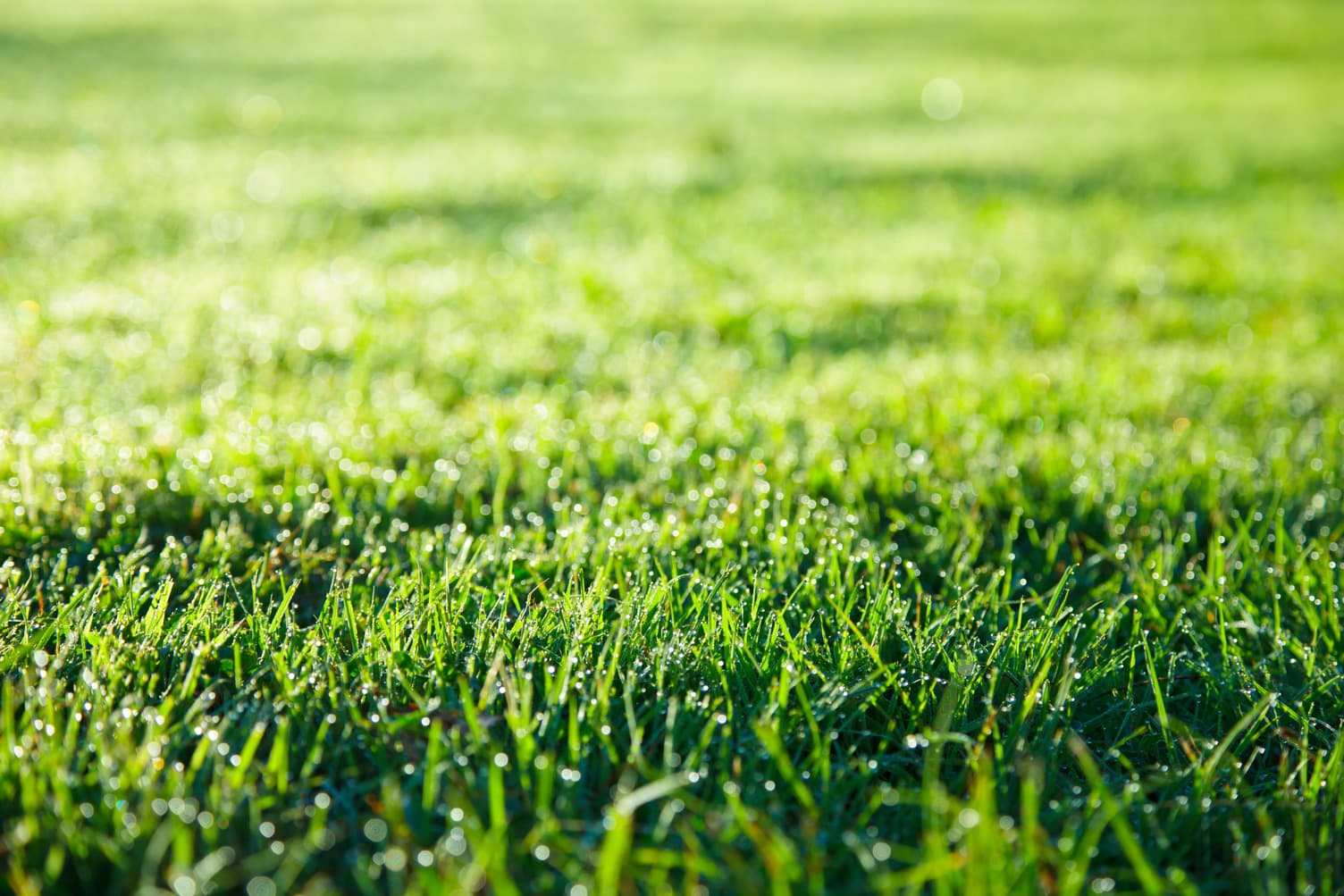 Rasenpflege im späten Frühjahr nach dem Lockdown - Hauert Rasenblog