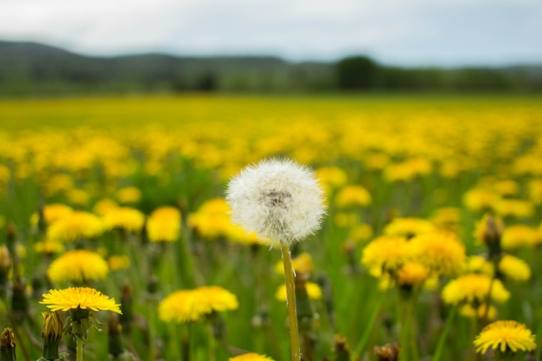 Löwenzahn im Rasen ausstechen – aber wie? - Hauert Rasenblog
