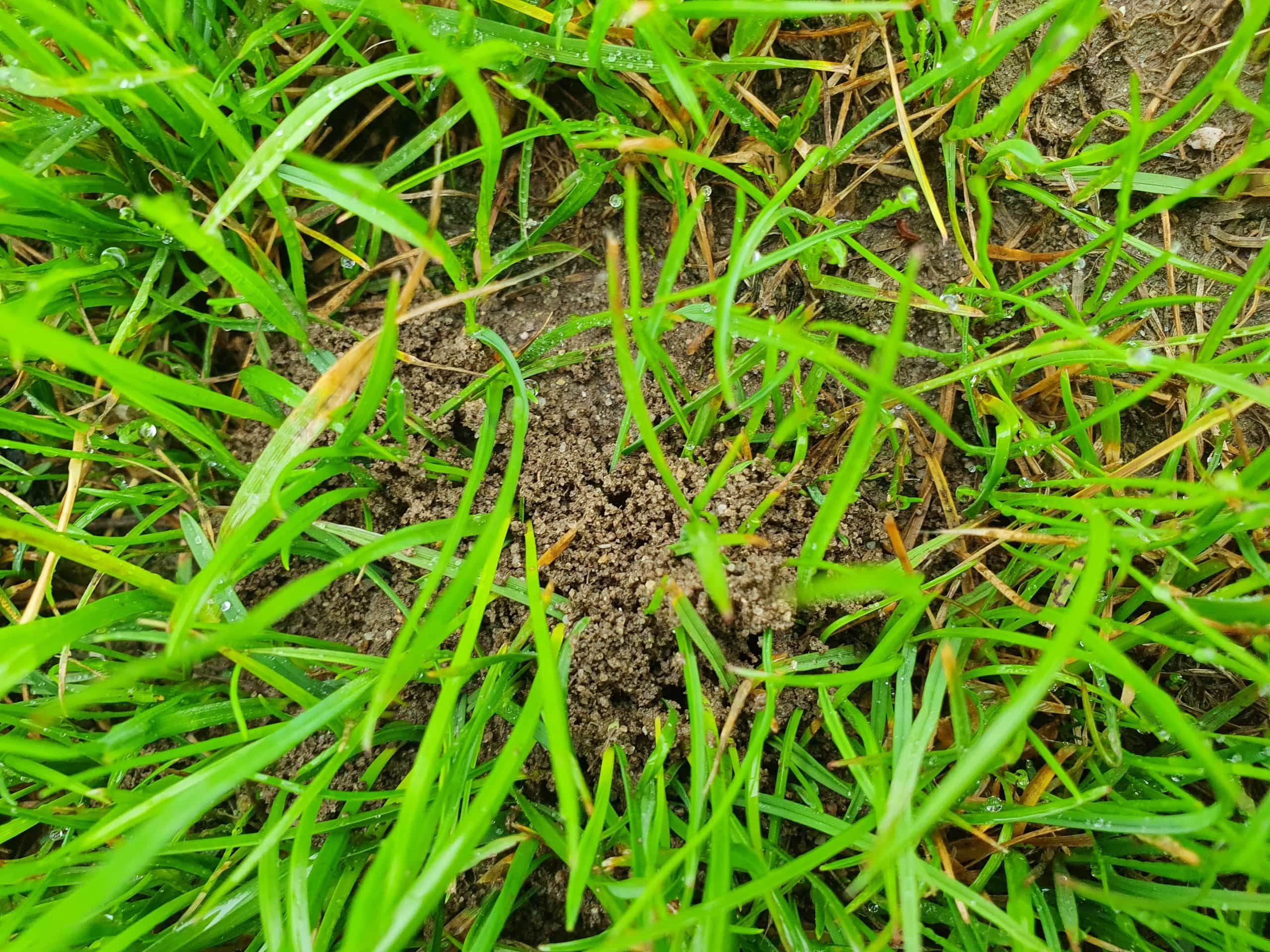 Die Ameisen Sind Los Hauert Rasenblog