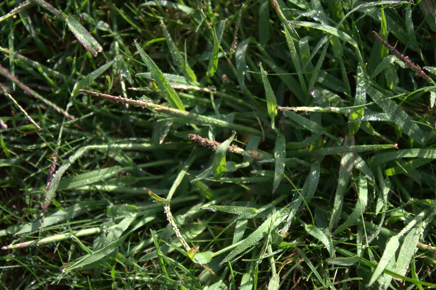 Bekämpfung von Hirsen im Rasen - Hauert Rasenblog