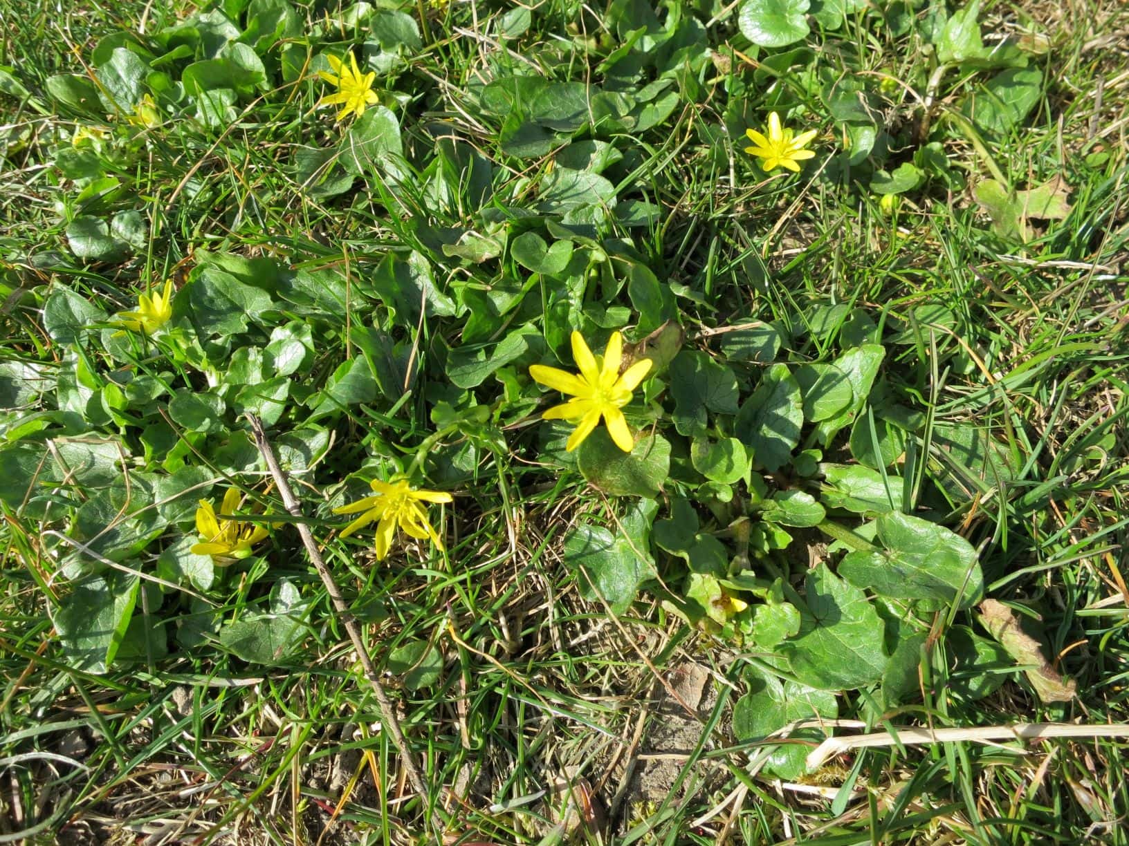 Scharbockskraut im Rasen - Hauert Rasenblog