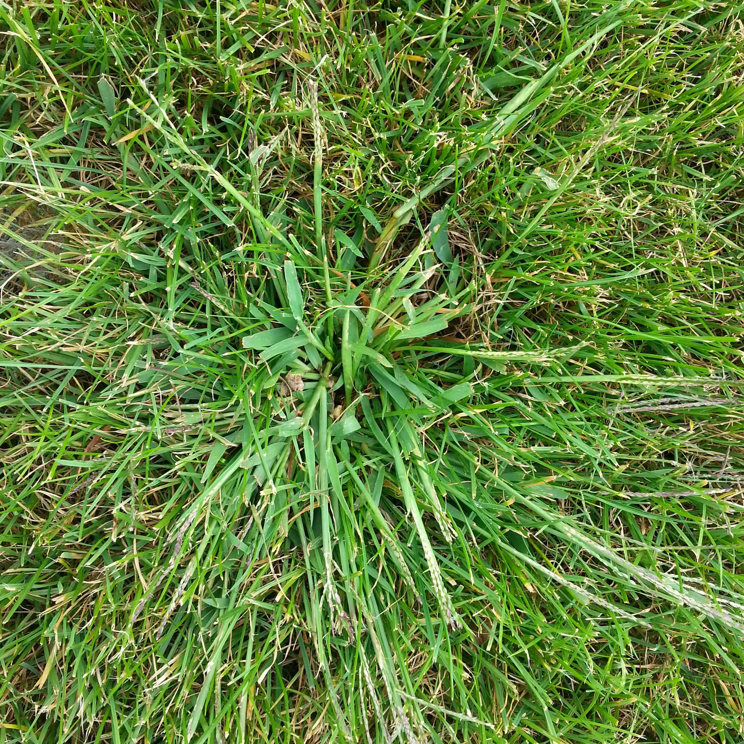 Hirse oder doch Gemeine Rispe? - Hauert Rasenblog
