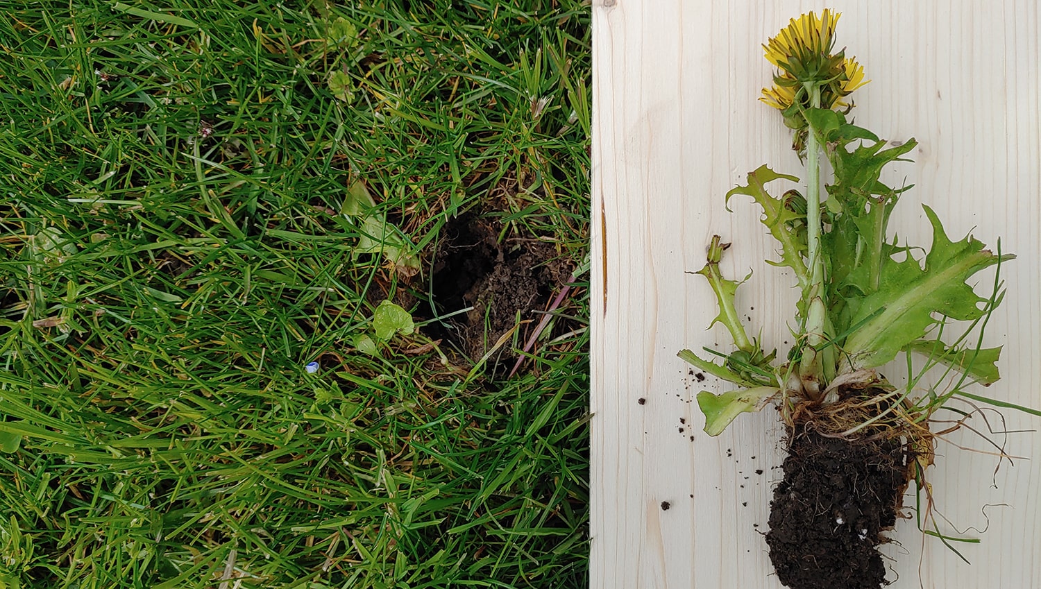 Welche Gartenwerkzeuge zum Entfernen von Lwenzahn im Rasen? - Hauert  Rasenblog