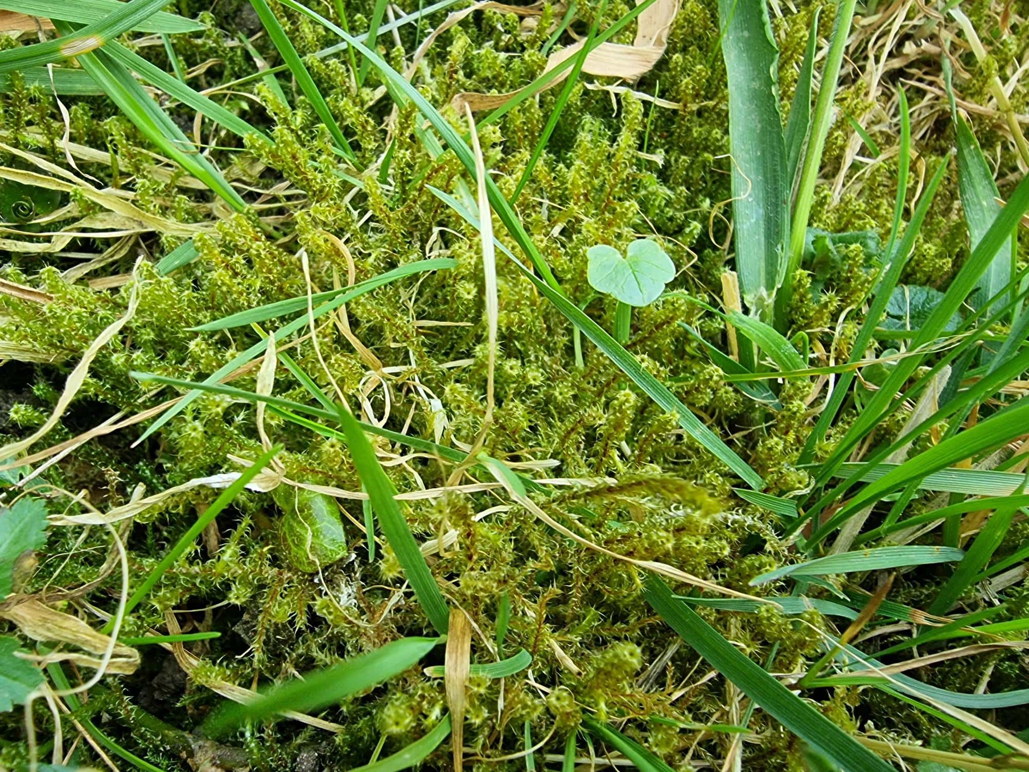 Hilft Kalk gegen Moos? Hauert Rasenblog