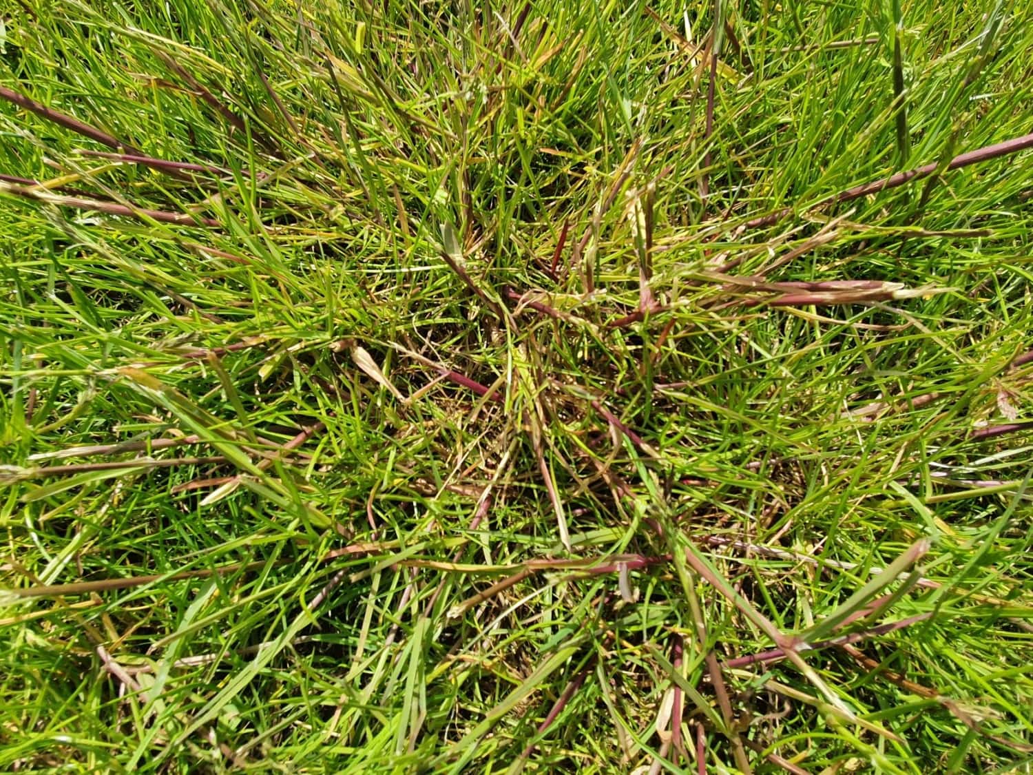 Die ersten RasenUnkräuter und Ungräser im Frühling Hauert Rasenblog