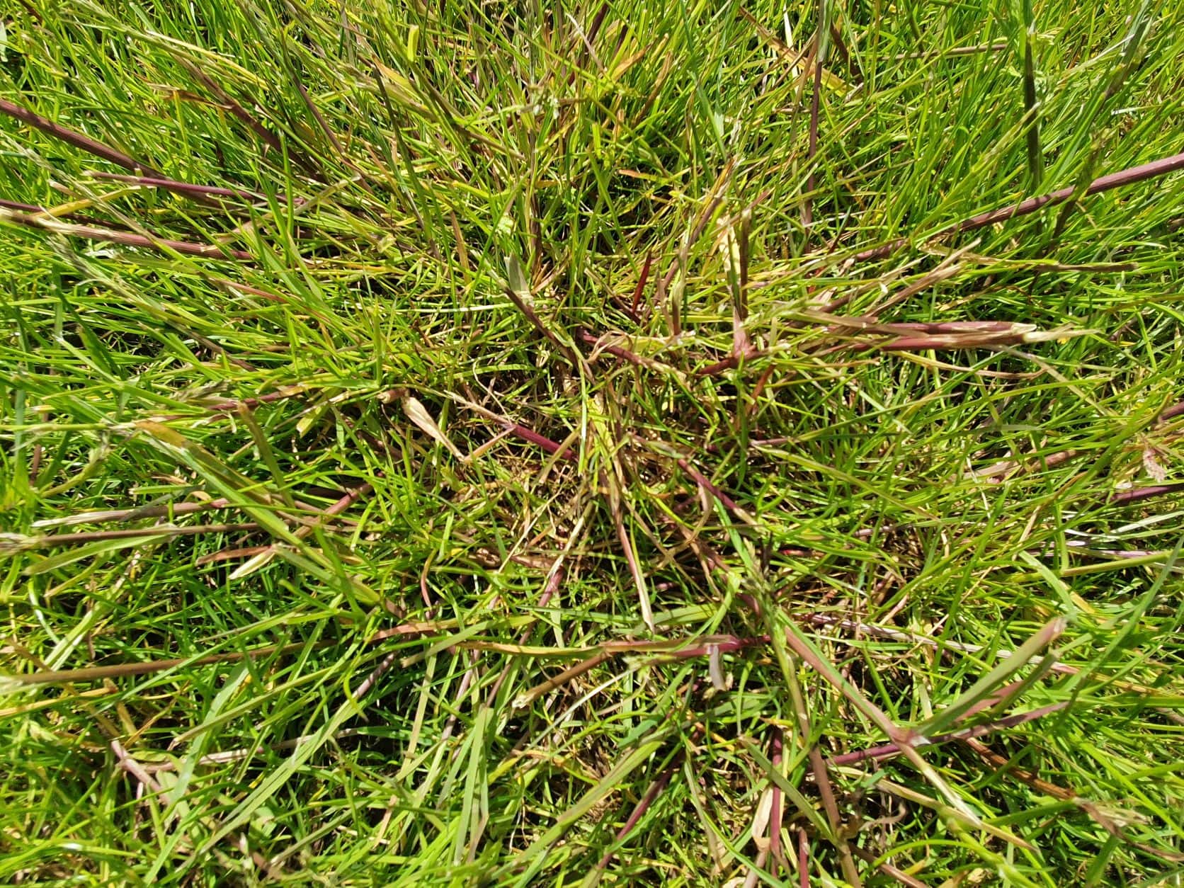 Die ersten RasenUnkräuter und Ungräser im Frühling Hauert Rasenblog