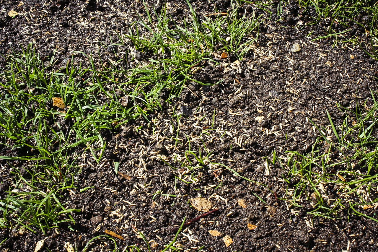 Kahle Stellen schon nachgesät? Hauert Rasenblog